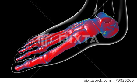 Human Skeleton Foot bones Anatomy For Medical Concept Human Skeleton Foot bones Anatomy For Medical Concept 79826260
