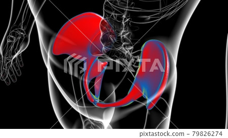 Human Skeleton Hip or Pelvic bone Anatomy For Medical Concept 79826274