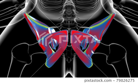 Human Skeleton Hip or Pelvic bone Anatomy For Medical Concept 79826275