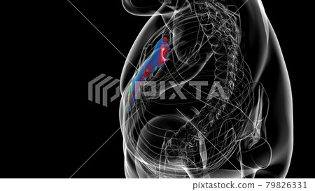 Human Skeleton Sternum Bone Anatomy For Medical Concept 79826331