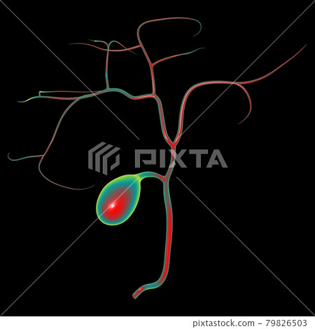 Gall Bladder Human Digestive System Anatomy 3D Gall Bladder Human Digestive System Anatomy 3D 79826503