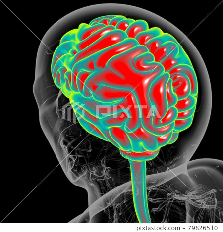 Human Brain Anatomy For Medical Concept 3D 79826510