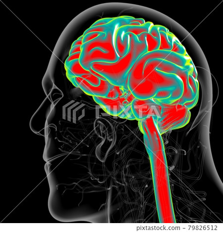 Human Brain Anatomy For Medical Concept 3D Human Brain Anatomy For Medical Concept 3D 79826512