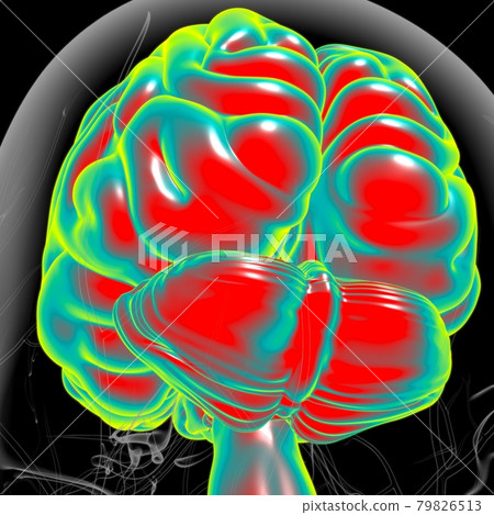Human Brain Anatomy For Medical Concept 3D Human Brain Anatomy For Medical Concept 3D 79826513