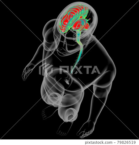 Human Brain Anatomy For Medical Concept 3D 79826519