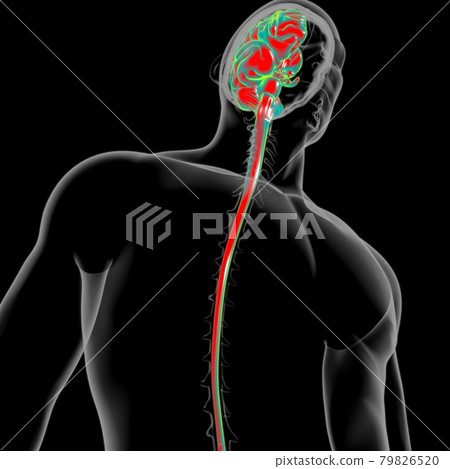 Human Brain Anatomy For Medical Concept 3D Human Brain Anatomy For Medical Concept 3D 79826520