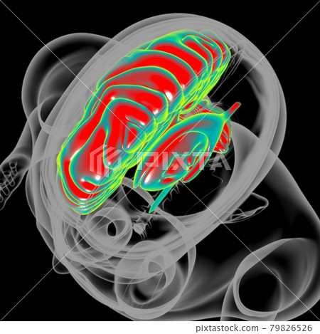 Human Brain Anatomy For Medical Concept 3D Human Brain Anatomy For Medical Concept 3D 79826526