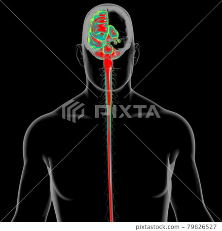 Human Brain Anatomy For Medical Concept 3D 79826527