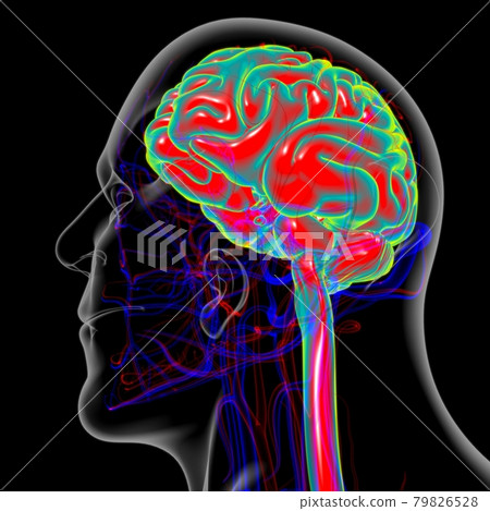 Human Brain Anatomy For Medical Concept 3D Human Brain Anatomy For Medical Concept 3D 79826528