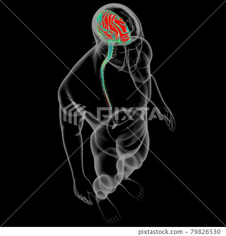 Human Brain Anatomy For Medical Concept 3D 79826530