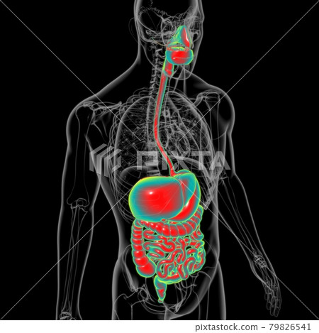 Human Digestive System Anatomy For Medical Concept 3D 79826541