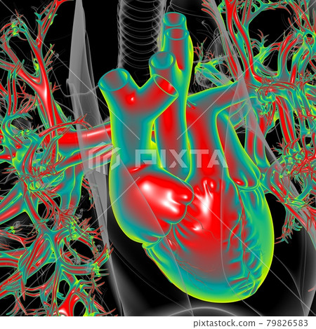 Lungs Human Respiratory System Anatomy For Medical Concept 3D 79826583