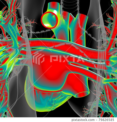 Human Heart Anatomy For Medical Concept 3D Human Heart Anatomy For Medical Concept 3D 79826585