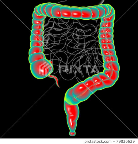 Large Intestine 3D Illustration Human Digestive System Anatomy 79826629