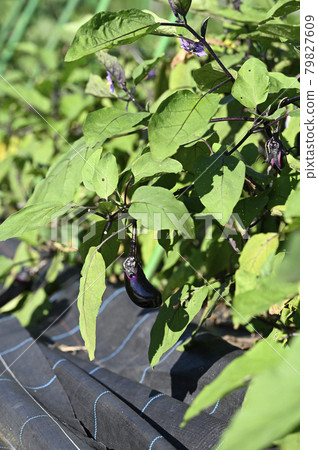 eggplant eggplant 79827609