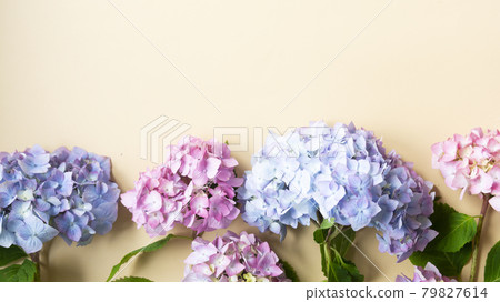Hydrangea flower top view mockup. Beauty, feminine abstract floral background. Copy space. Hydrangea flower top view mockup. Beauty, feminine abstract floral background. Copy space. 79827614