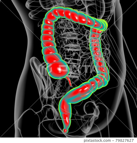 Large Intestine 3D Illustration Human Digestive System Anatomy Large Intestine 3D Illustration Human Digestive System Anatomy 79827627