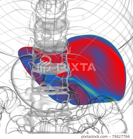 Liver 3D Illustration Human Digestive System Anatomy 79827766