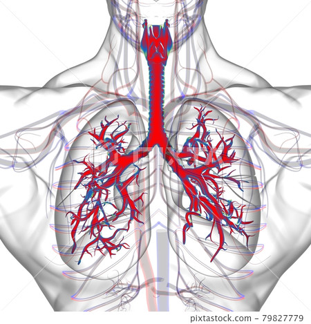 Lungs Human Respiratory System Anatomy For Medical Concept 3D Rendering Lungs Human Respiratory System Anatomy For Medical Concept 3D Rendering 79827779