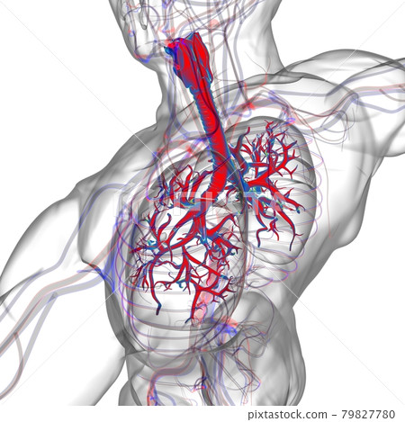 Lungs Human Respiratory System Anatomy For Medical Concept 3D Rendering 79827780