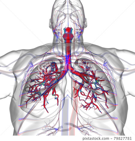 Lungs Human Respiratory System Anatomy For Medical Concept 3D Rendering 79827781