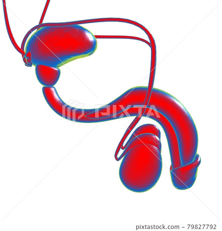 Male Reproductive System Anatomy For Medical Concept 3D Rendering 79827792