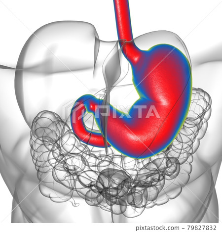 Stomach Anatomy Human Digestive System For Medical Concept 3D Rendering Stomach Anatomy Human Digestive System For Medical Concept 3D Rendering 79827832
