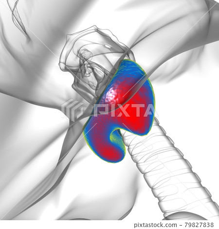 Thyroid Gland Anatomy For Medical Concept 3D 79827838