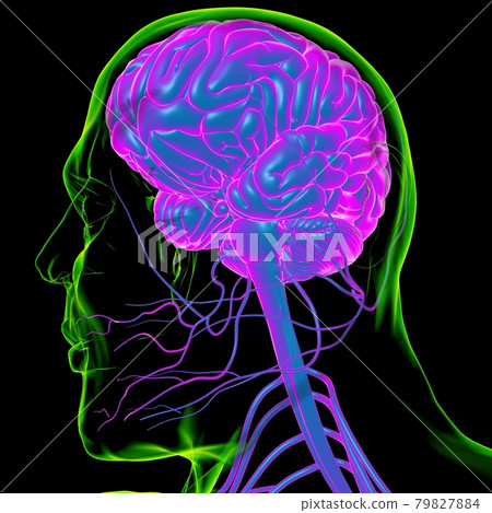 Human Brain Anatomy For Medical Concept 3D Rendering Human Brain Anatomy For Medical Concept 3D Rendering 79827884