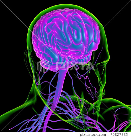 Human Brain Anatomy For Medical Concept 3D Rendering Human Brain Anatomy For Medical Concept 3D Rendering 79827885