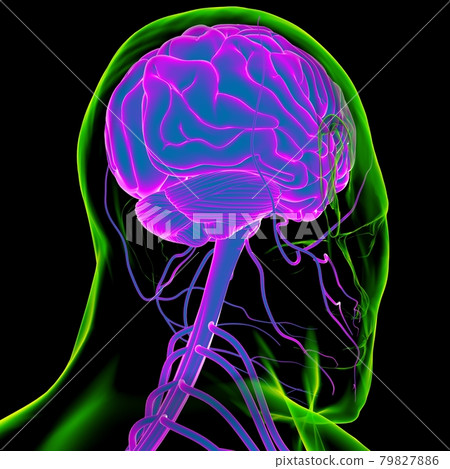 Human Brain Anatomy For Medical Concept 3D Rendering 79827886