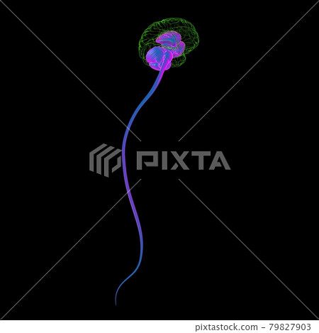 Human Brain inner parts Anatomy For Medical Concept 3D 79827903