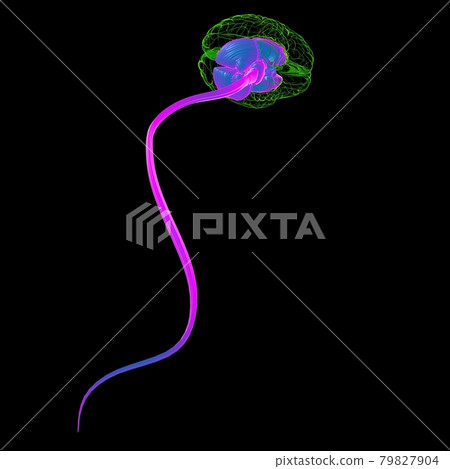 Human Brain inner parts Anatomy For Medical Concept 3D Human Brain inner parts Anatomy For Medical Concept 3D 79827904