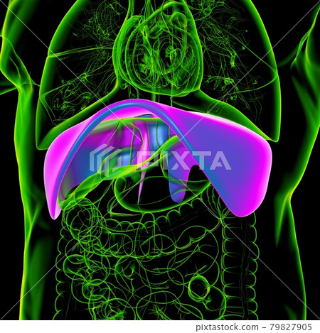 Diaphragm Human Respiratory System Anatomy For Medical Concept 3D Rendering 79827905