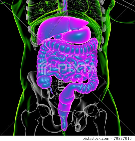 Human Digestive System Anatomy For Medical Concept 3D Rendering 79827913
