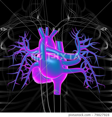Human Heart Anatomy For Medical Concept 3D Rendering Human Heart Anatomy For Medical Concept 3D Rendering 79827928