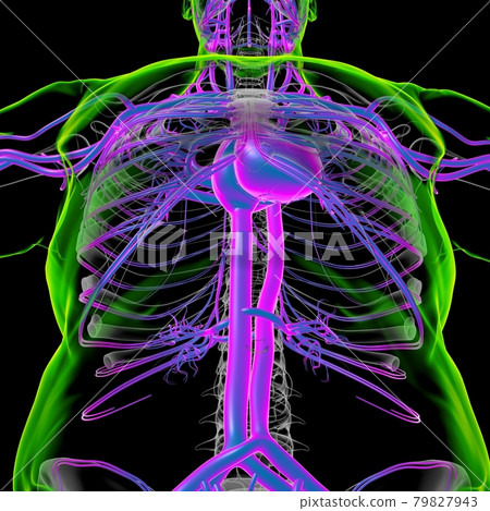 Human Heart With Circulatory System Anatomy For Medical Concept 3D Human Heart With Circulatory System Anatomy For Medical Concept 3D 79827943
