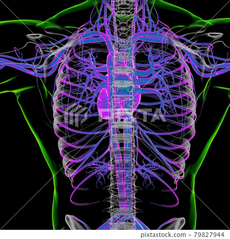 Human Heart With Circulatory System Anatomy For Medical Concept 3D Human Heart With Circulatory System Anatomy For Medical Concept 3D 79827944