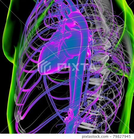 Human Heart With Circulatory System Anatomy For Medical Concept 3D Human Heart With Circulatory System Anatomy For Medical Concept 3D 79827945