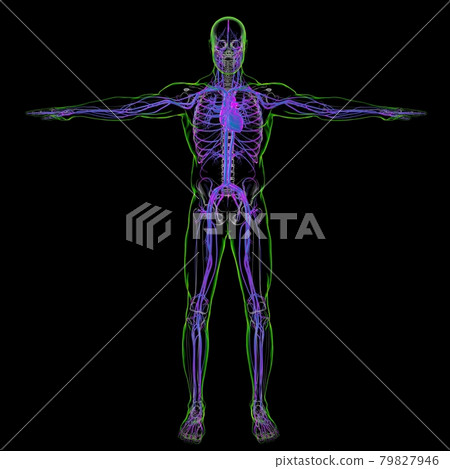 Human Heart With Circulatory System Anatomy For Medical Concept 3D Human Heart With Circulatory System Anatomy For Medical Concept 3D 79827946