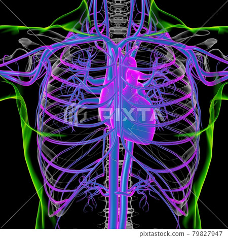 Human Heart With Circulatory System Anatomy For Medical Concept 3D Human Heart With Circulatory System Anatomy For Medical Concept 3D 79827947