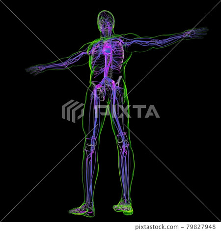 Human Heart With Circulatory System Anatomy For Medical Concept 3D 79827948