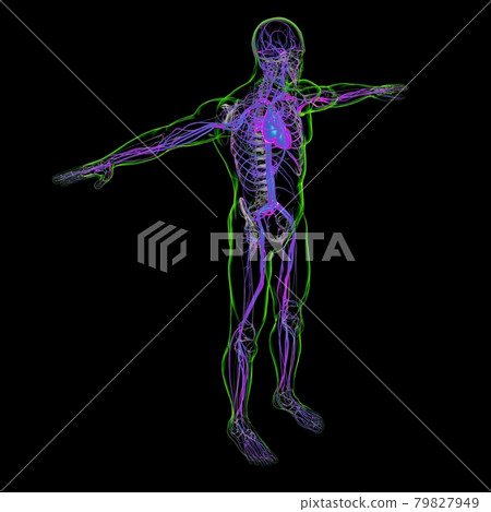 Human Heart With Circulatory System Anatomy For Medical Concept 3D Human Heart With Circulatory System Anatomy For Medical Concept 3D 79827949
