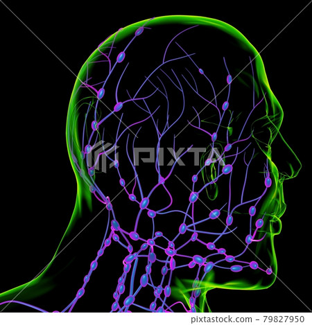 Human Lymph Nodes Anatomy For Medical Concept 3D Rendering Human Lymph Nodes Anatomy For Medical Concept 3D Rendering 79827950