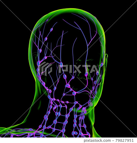 Human Lymph Nodes Anatomy For Medical Concept 3D Rendering 79827951