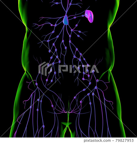 Human Lymph Nodes Anatomy For Medical Concept 3D Rendering Human Lymph Nodes Anatomy For Medical Concept 3D Rendering 79827953