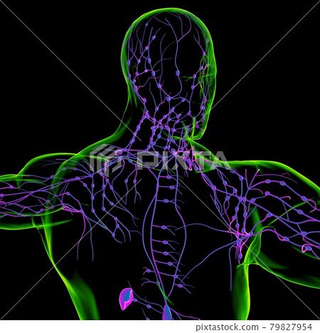 Human Lymph Nodes Anatomy For Medical Concept 3D Rendering Human Lymph Nodes Anatomy For Medical Concept 3D Rendering 79827954
