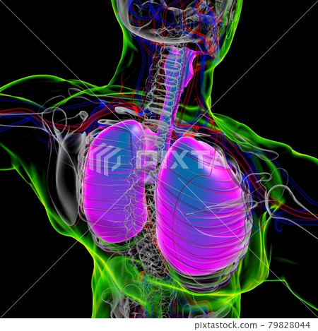 Lungs Human Respiratory System Anatomy For Medical Concept 3D Rendering Lungs Human Respiratory System Anatomy For Medical Concept 3D Rendering 79828044