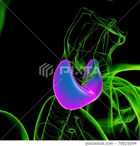 Thyroid Gland Anatomy For Medical Concept 3D Thyroid Gland Anatomy For Medical Concept 3D 79828094