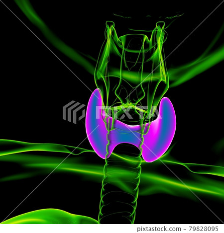 Thyroid Gland Anatomy For Medical Concept 3D Thyroid Gland Anatomy For Medical Concept 3D 79828095